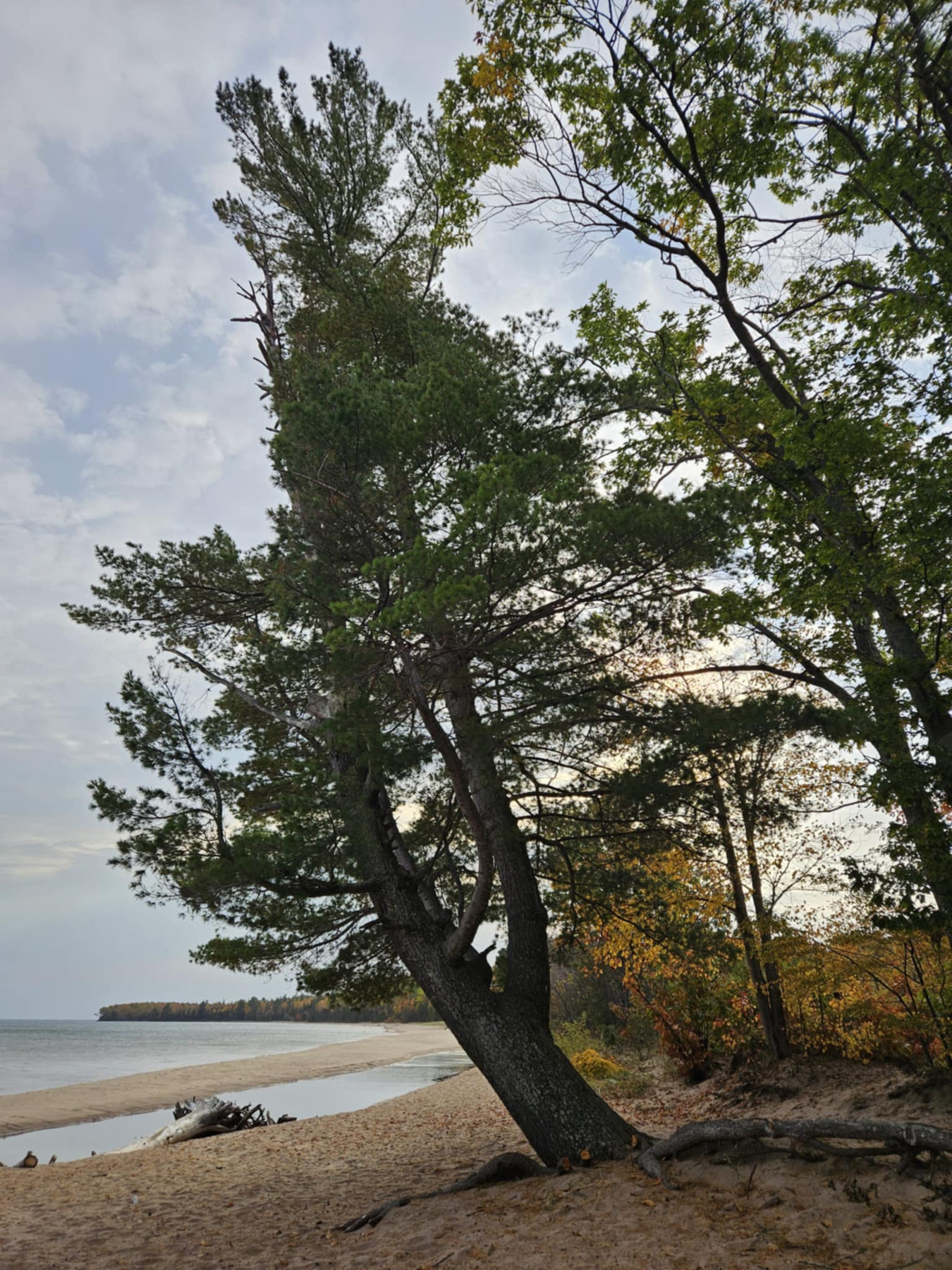 Windswept pine on a quiet shoreline
